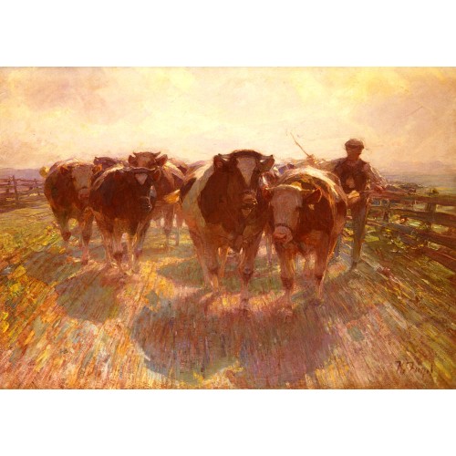 Cattle Drive on the Farm Road