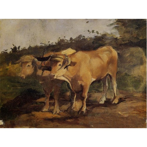 Two Bulls Wearing a Yoke