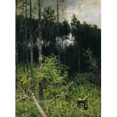 Aspen spinny a gray day 1884