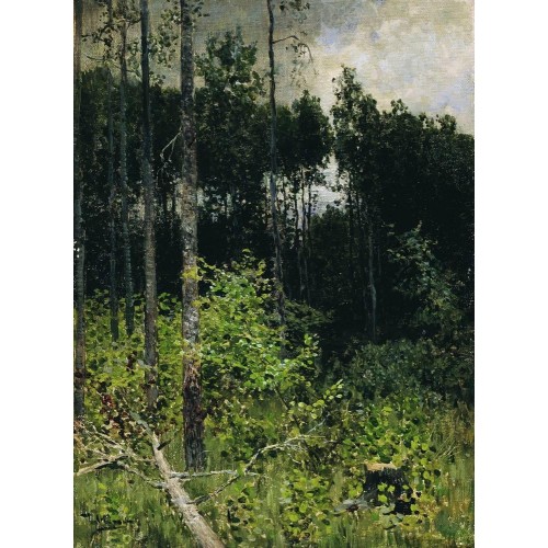 Aspen spinny a gray day 1884