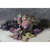 Coleus 1894