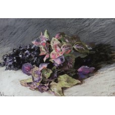 Coleus 1894