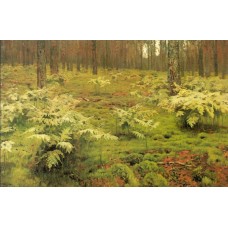 Ferns in a forest 1895