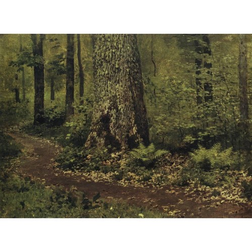 Footpath in a forest ferns