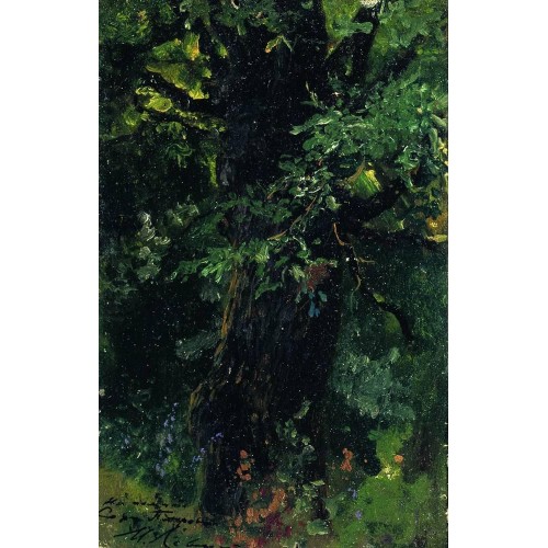 Oak trunk in early summer