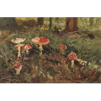 Amanita 1879