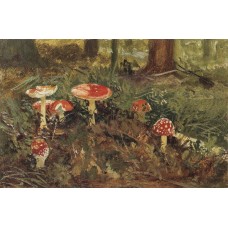 Amanita 1879