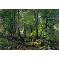 Beech forest in switzerland 1863 1
