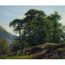 Beech forest in switzerland 1863