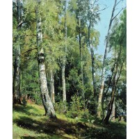 Birch grove 1896 1