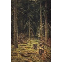 Coniferous forest 1873