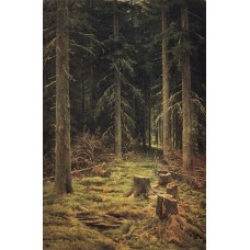 Coniferous forest 1873