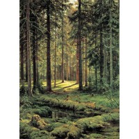 Coniferous forest sunny day 1895