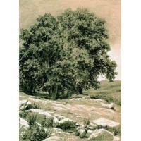 Crimean nut tree 1884