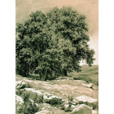 Crimean nut tree 1884