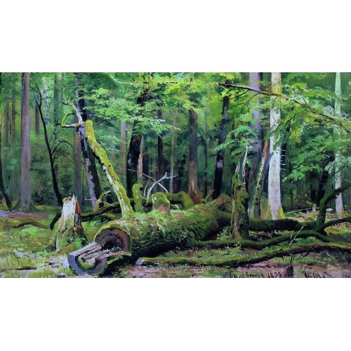 Cut down oak in the bialowiezka forest 1892