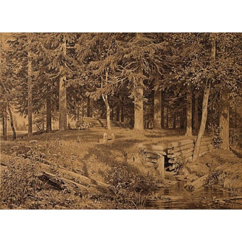 Edge of the forest spruce forest 1890
