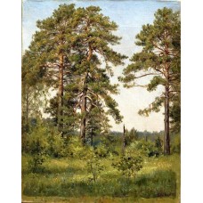Edge of the pine forest
