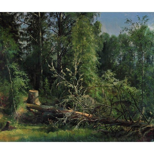 Fallen tree 1875