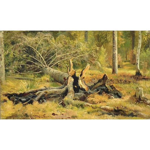 Fallen tree siverskaya