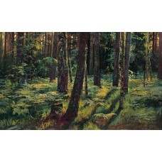 Ferns in the forest siverskaya 1883