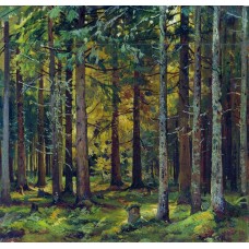 Fir forest
