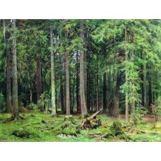 Forest in mordvinovo 1891