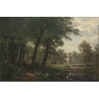 Forest landscape with stream