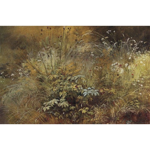 Grass 1892