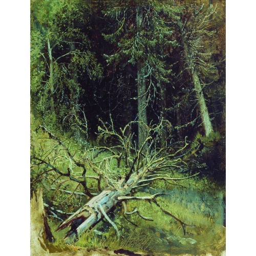 In the fir forest