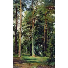 Meadow with pine trees