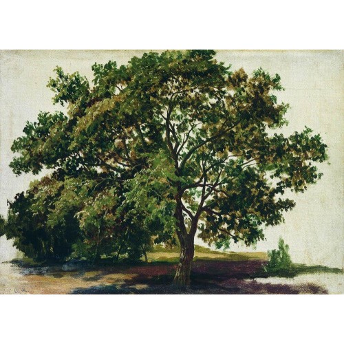 Oak 1889