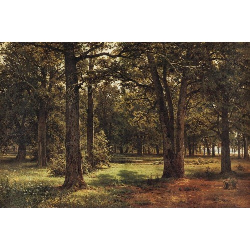 Oaks of peter the great in sestroretsk 1886