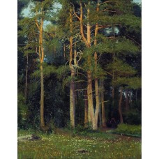 Pine forest in ligovo 1895