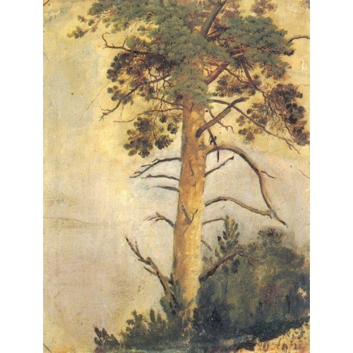 Pine on the cliff 1855