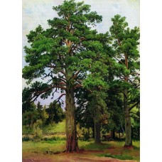 Pine without the sun mary howe 1890