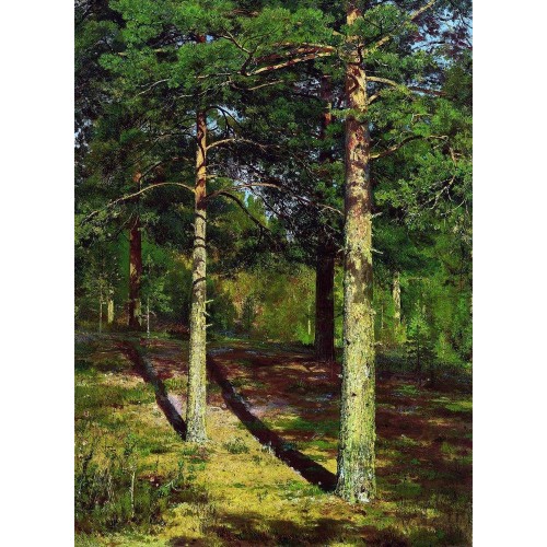 The sun lit pines 1886