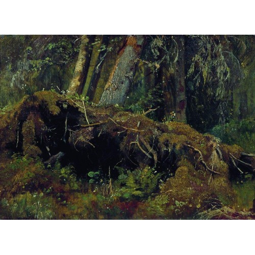 Wind fallen trees 1880