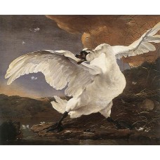 The Threatened Swan