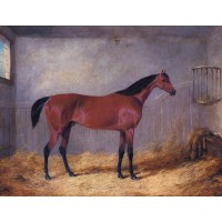 The Duke Of Grafton's Bolivar In A Stable