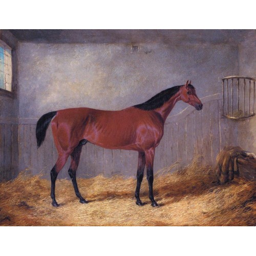 The Duke Of Grafton's Bolivar In A Stable