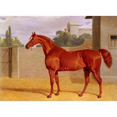 Comus A Chestnut Racehorse in a Stable Yard