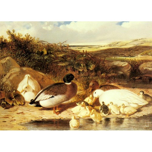 Mallard Ducks and Ducklings on a River Bank