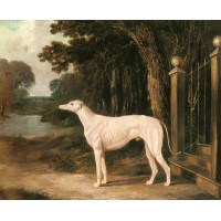 Vandeau A White Greyhound