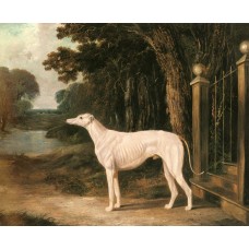 Vandeau A White Greyhound