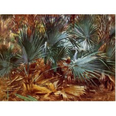 Palmettos