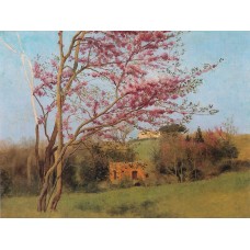 Landscape Blossoming Red Almond