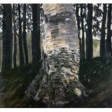 Birch in a forest