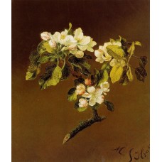 A Spray of Apple Blossoms