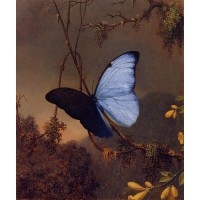 Blue Morpho Butterfly